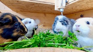 Guinea Pigs Eating Parsley  Guinea Pig Chewing ASMR [upl. by Neiluj412]