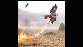 Firehawks  Its crazy fact [upl. by Repsihw]