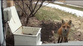 Mother Fox Returns For Her Babies  Never Seen Before Footage [upl. by Darton648]