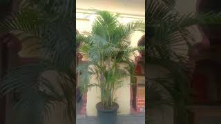 ARECA PALM [upl. by Seraphine504]