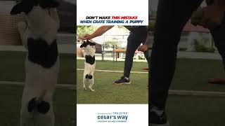 Don’t make this mistake when you are crate training a puppy 🐶 dog dogtraining shorts [upl. by Carny]