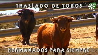 Toros de Apolinar Soriano las edades del toro y selección de sementales  Toros desde Andalucía [upl. by Haliak817]