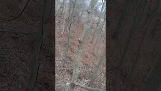 Indiana deer hunting freeze ar350 deer everywhere swamp buck does 2024 gun season [upl. by Mihalco745]