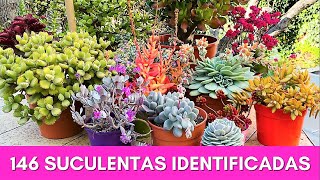 146 SUCULENTAS IDENTIFICADAS  Nombres Cientificos [upl. by Aman823]