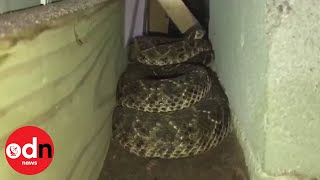 Terrifying 45 rattlesnakes found under Texas home [upl. by Lamond]