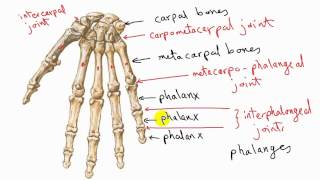 general anatomy 11  types of synovial joints  by dr sameh ghazy [upl. by Tuhn]