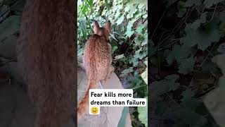 cat meowing to attract cats 🤫cute cat kitten quotes catlover viralshort [upl. by Risley129]