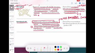 Ependymal cells neurology 16  First Aid USMLE Step 1 in UrduHindi [upl. by Jess]