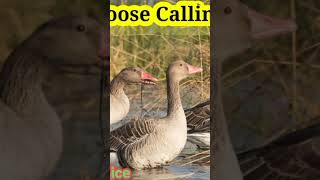 Greylag Goose Call Sunds Hunting Best Voice calling birdsounds [upl. by Aikenat]