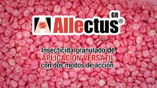 Allectus GR  Maíz [upl. by Alletsyrc]