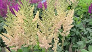 Astilbe Visions series  5 GORGEOUS🌟 Selections Feathery Plumes of Summer Perennial Color [upl. by Netaf953]