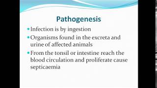 Swine erysipelas ppt [upl. by Caye]