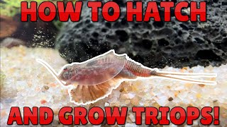 How to Hatch and Grow Triops  A Documentation from Egg to Adult [upl. by Assirol434]