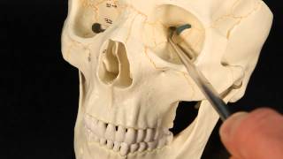 Discover the Secrets of the Sphenoid Bone 🦴 SkullAnatomy [upl. by Seagraves]