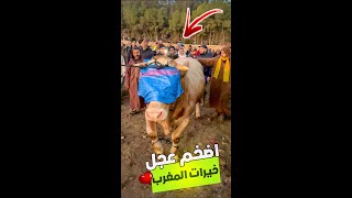 🚨شـاهد اضـخم عـجل🐄 بسوق الخميسات😱 خداه جزار من فاس ولكن اللقطة الاخيرة صدمتني 🤣 [upl. by Nylrehs]