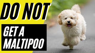 7 Reasons You SHOULD NOT Get a Maltipoo [upl. by Mag29]