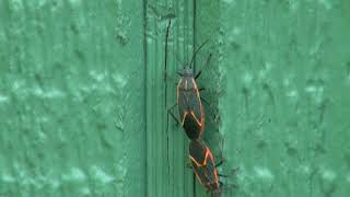 Boxelder bugs mating amp laying eggs [upl. by Otto]