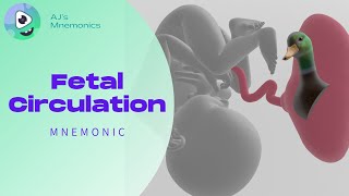 Fetal Circulation FUN SIMPLE and MEMORABLE [upl. by Dorwin]