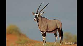 Gemsbok Sounds Effects [upl. by Aicella]