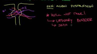 Epithelial Tissues Cell Junctions [upl. by Anicul250]