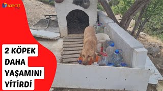 2 KÖPEK DAHA YAŞAMINI YİTİRDİ [upl. by Anhej]