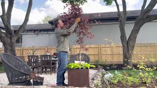 Planting Japanese maples in containers [upl. by Anelrad966]