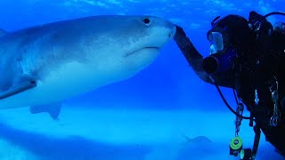 Diver Swims With Friendly 15Foot Tiger Shark [upl. by Refinej]