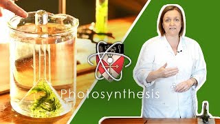 Rates Of Photosynthesis  GCSE Science Required Practical [upl. by Valerlan]