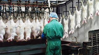 Modern Rabbit Farming and Harvest Technology 🐇 Rabbit meat processing in Factory  Rabbit Industry [upl. by Heddie]