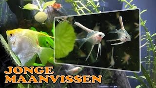 Jonge maanvissen in aquarium Goud maanvissen [upl. by Lounge]