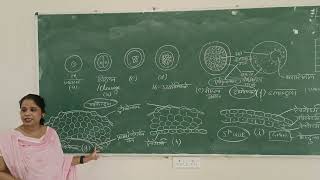 Summary of Zygote to Embryo development [upl. by Euqnimod]