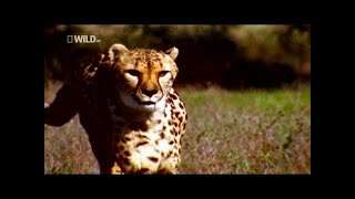 Predator Cheetah vs Antelope National Geographic [upl. by Elstan196]