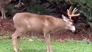 Eminem  Rap God Deer [upl. by Rosemarie]