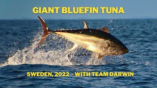 Giant Bluefin Tuna Sweden 2022  with team Darwin [upl. by Einalem]