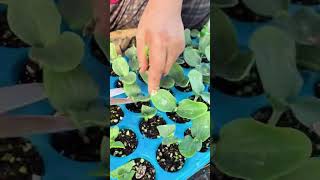 Cucumber seedling leaf pruning process [upl. by Bay]