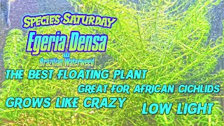 Egeria Densa  The BEST Floating Plant  Great For Cichlids [upl. by Derina]