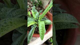 Drimiopsis lancifolia kirkii A exotic air purifying indor plant plants [upl. by Assirem]