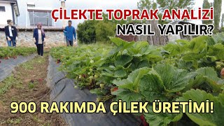 900 Rakımda Çilek Yetiştiriciliği  Çilekte Toprak Analizi Nasıl Yapılır [upl. by Darelle]