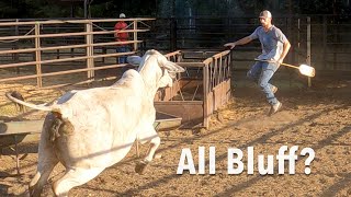 Brahmas Brangus and Herefords a Fun Bunch [upl. by Lunt]