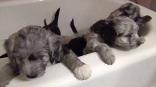 Mini AussieDoodle Puppies take a bath [upl. by Alihet331]