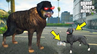 KÖTÜ SOKAK KÖPEĞİ YAVRU PİTBULL GECEYİ DÖVÜP PARASINI ALIYOR  GTA 5 [upl. by Donaldson]