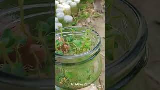 Preparation of transferring primary hardened Potato plantlets to soil beds in net house [upl. by Eikcid352]