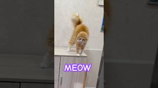 CAT MEOWING cat cutecatsounds catlover cuteecats cute [upl. by Krysta920]