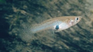 Species Profile  34  The Western Mosquitofish Gambusia affinis [upl. by Gautier]