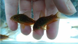 Recolección de Corydoras y tetras en una alcantarilla [upl. by Mariellen897]