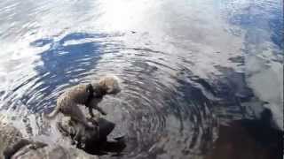 Lagotto Romagnolo swimming [upl. by Volpe879]