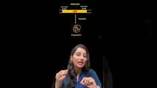 MONOCISTRONIC VS POLYCISTRONIC mRNA [upl. by Forta704]