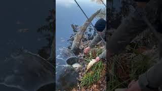 Листопад carpfishinglife carpfishing fishing sort sorts carp fish carplife carplife [upl. by Randolph]