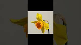 Daffodil Blooming Timelapse [upl. by Enicnarf]