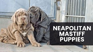 Neapolitan Mastiff Puppies Everything You Need to Know [upl. by Eenwahs]